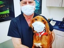 dr toledo dog dr toledo dog